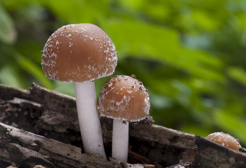 Psathyrella candolleana